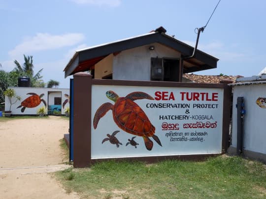 Koggala Sea Turtle Farm & Hatchery