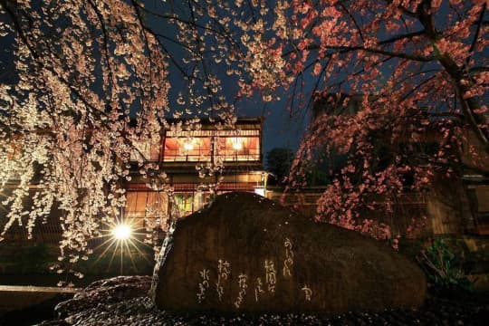 白川　しだれ桜