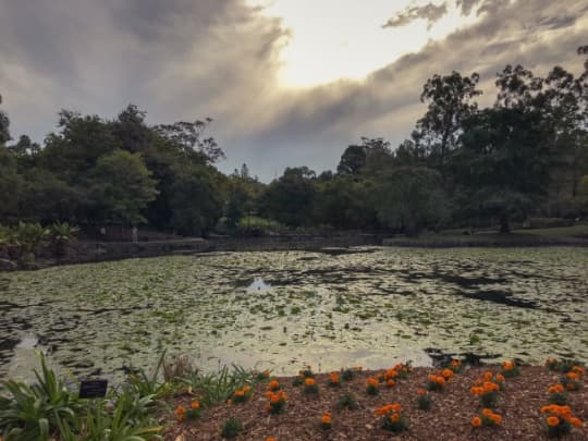 Brisbane Botanic Gardens Mt Coot-tha