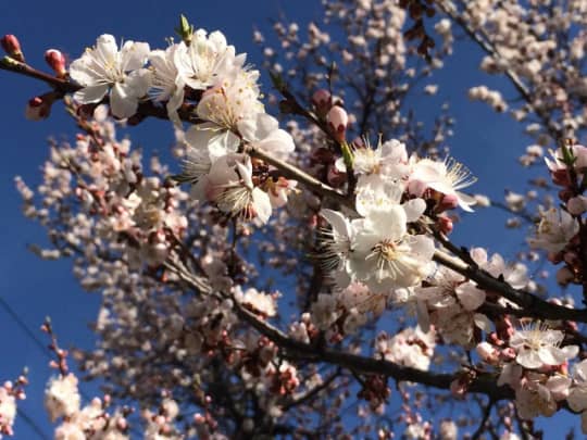 杏の花