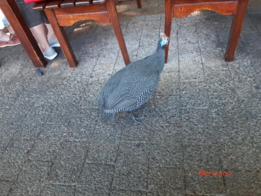 ケープタウン　カーステンボッシュ植物園