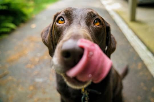 犬の舌