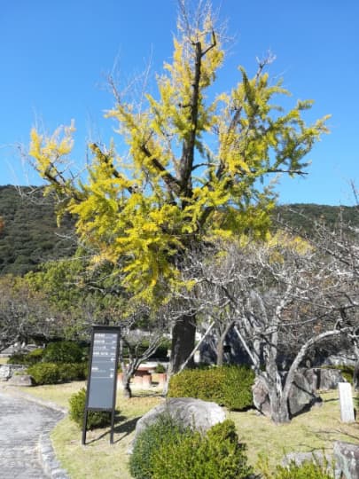 岩国市紅葉谷公園いちょう