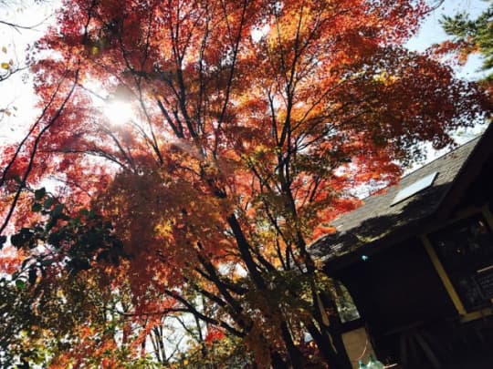 山梨の紅葉