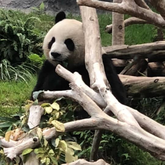 マカオのパンダ