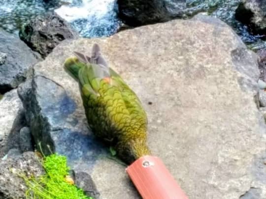 オークランド動物園　ケアのランチタイム