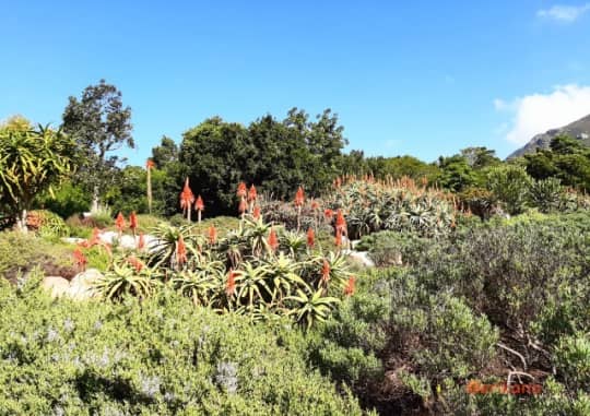 カーステンボッシュ　植物園