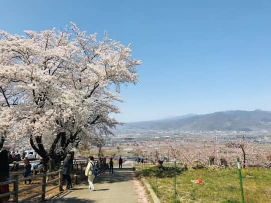 桃源郷の桜