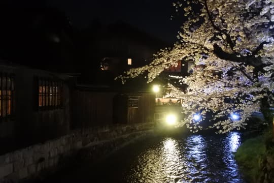 巽橋の桜