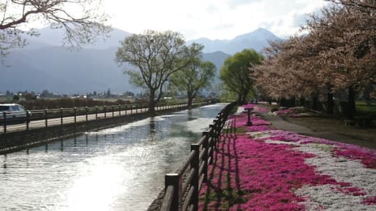 “”常念岳を望む拾ヶ堰（用水路）の芝桜"