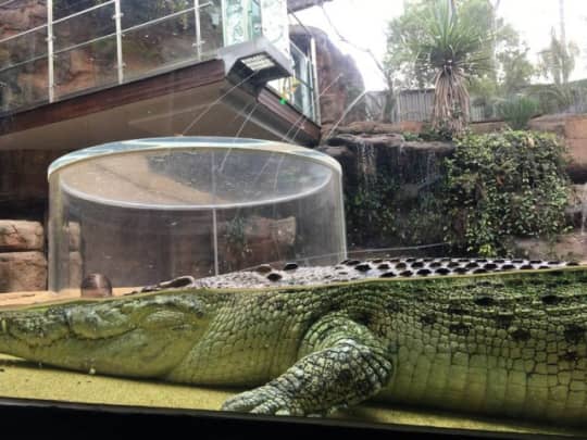 ワイルドライフ・シドニー