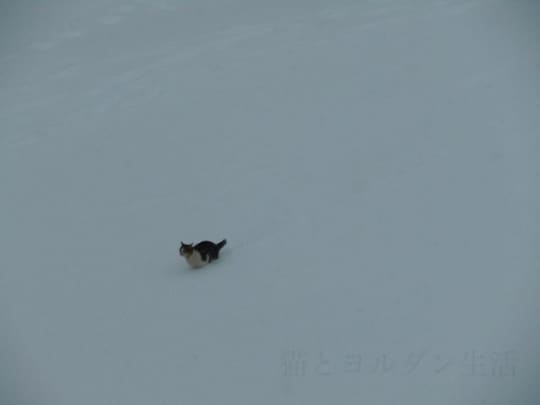 アンマンの雪の中の猫