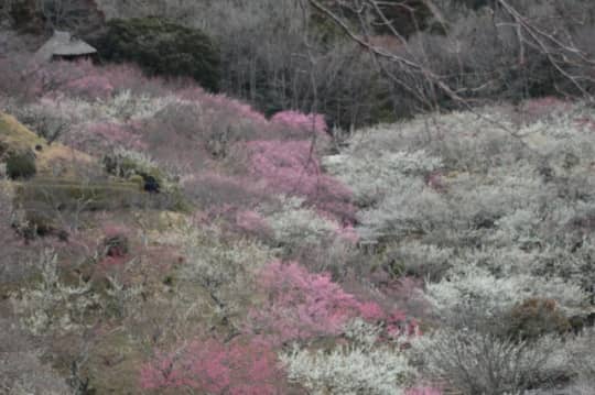 筑波山神社の梅まつり