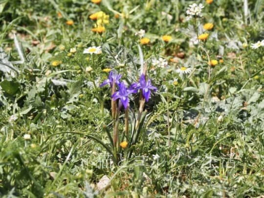 マダバ近郊の花畑の花。アヤメの仲間。