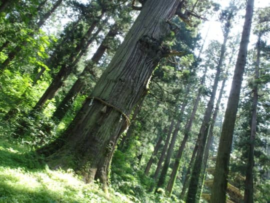 羽黒山五重塔　森の中遠景