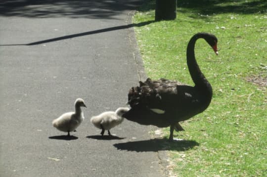 オークランドの鳥