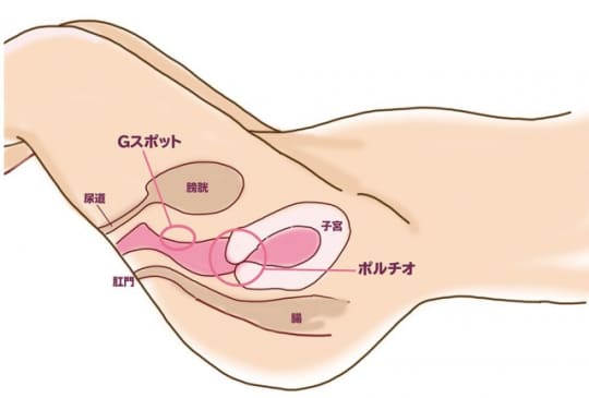 ポルチオ　位置