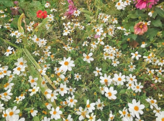 植物公園の花