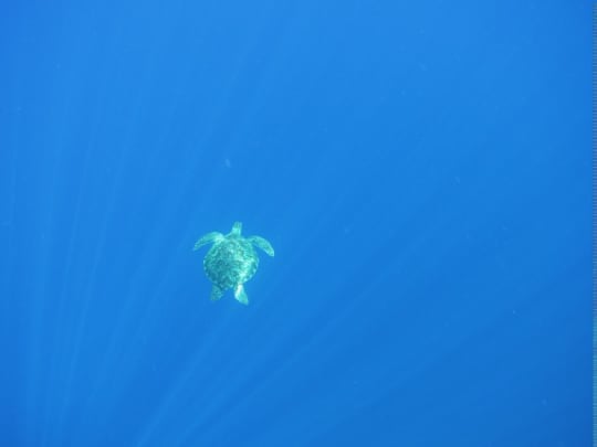 ロンボク島タートルツアー