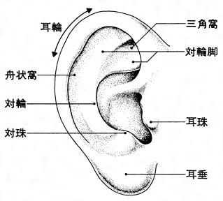 耳の部位　名称