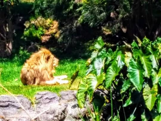 オークランド動物園　ライオン