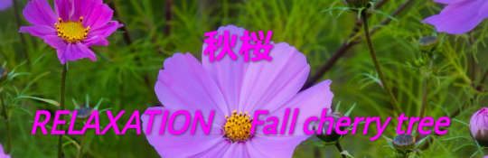 秋桜