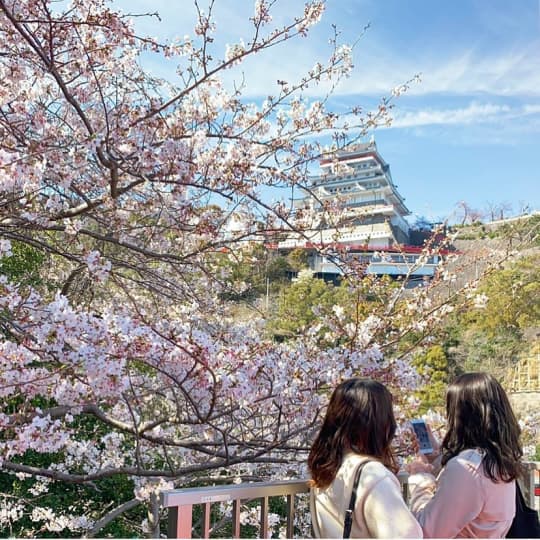 満開の桜と天守閣