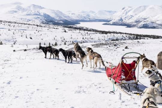 dog-sledding