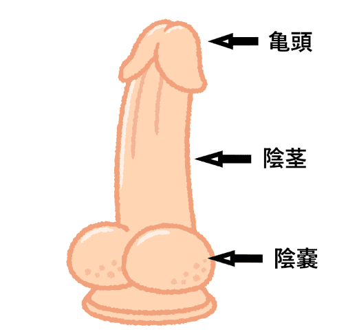 フェラをマスターする