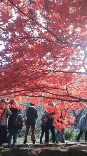 見頃を迎えた熱海梅園の紅葉