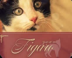 Figaro(フィガロ)