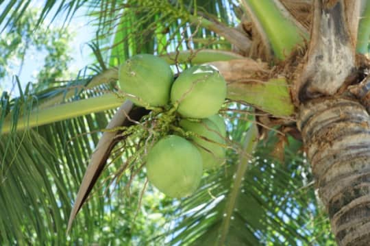 セブ島のヤシの木