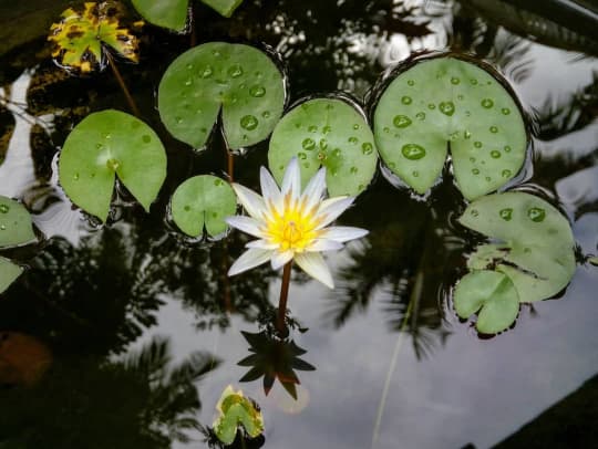 ウォーターリリーの上に雨