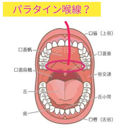 パラタイン喉腺