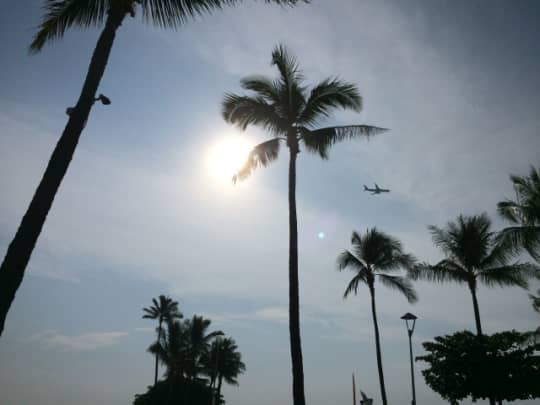 ヤシの木と飛行機