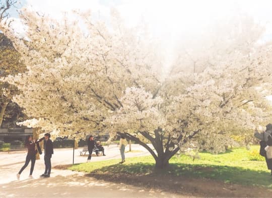 植物園内の桜の木