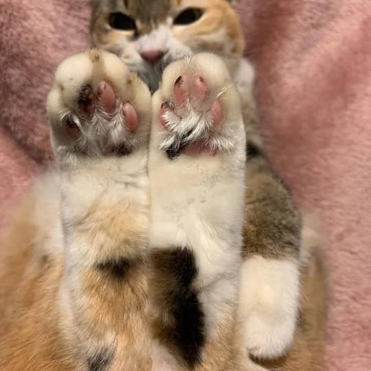 猫の足裏