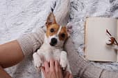 犬