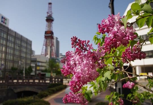 ライラックの花咲く札幌