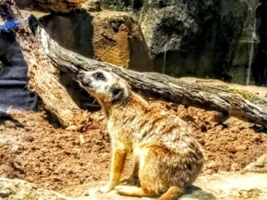 オークランド動物園　ミーアキャット