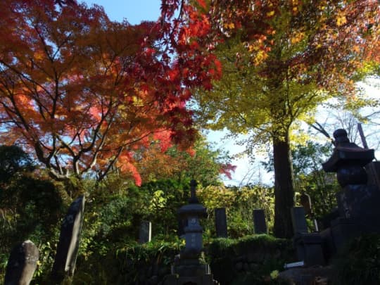 達磨寺　紅葉