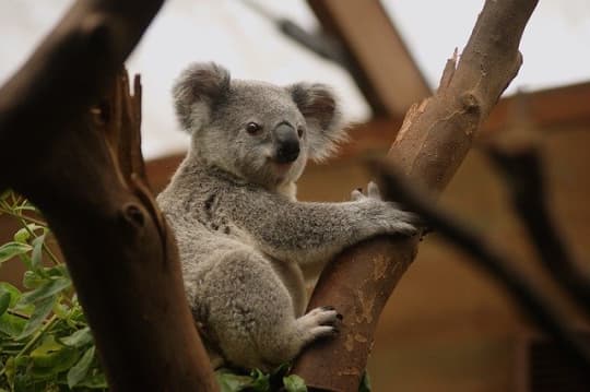 ケアンズおすすめ動物園6選と穴場スポットを紹介 コアラやワラビーと触れ合おう Happy Travel ハッピートラベル