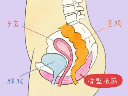 骨盤底筋　場所