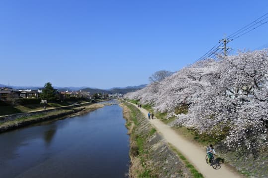 高野川堤防