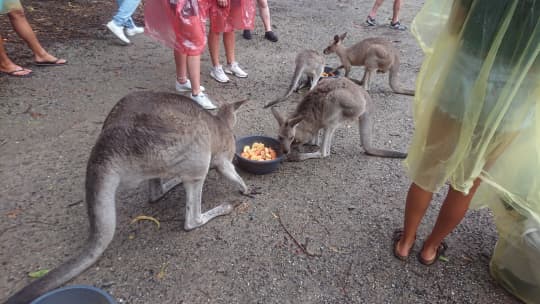 カンガルー