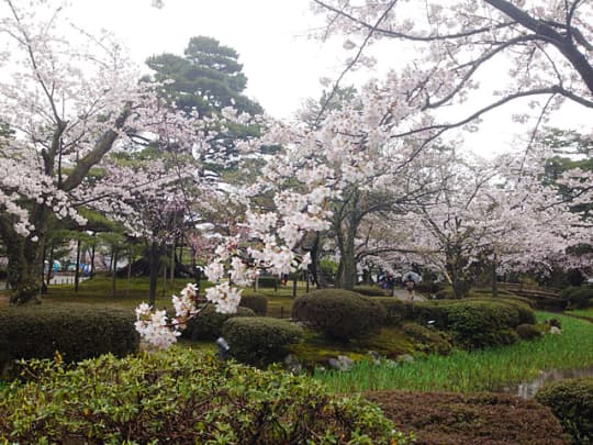 兼六園の桜