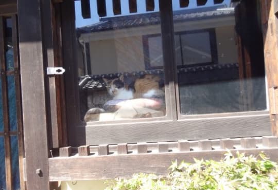 日向ぼっこ中の三毛