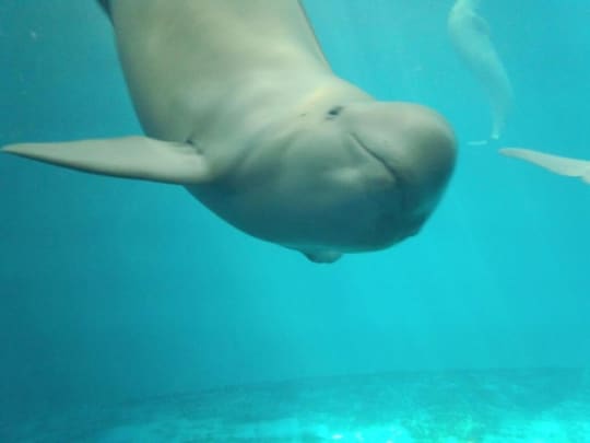 鳥羽水族館