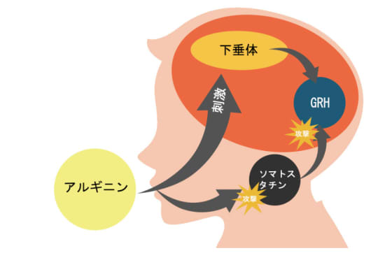 アルギニンと勃起