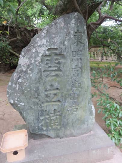 雲立の楠